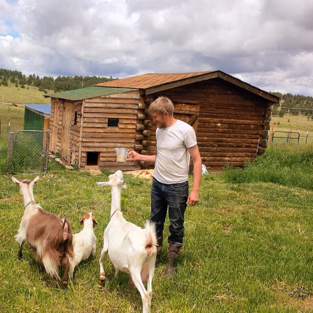 milking goats