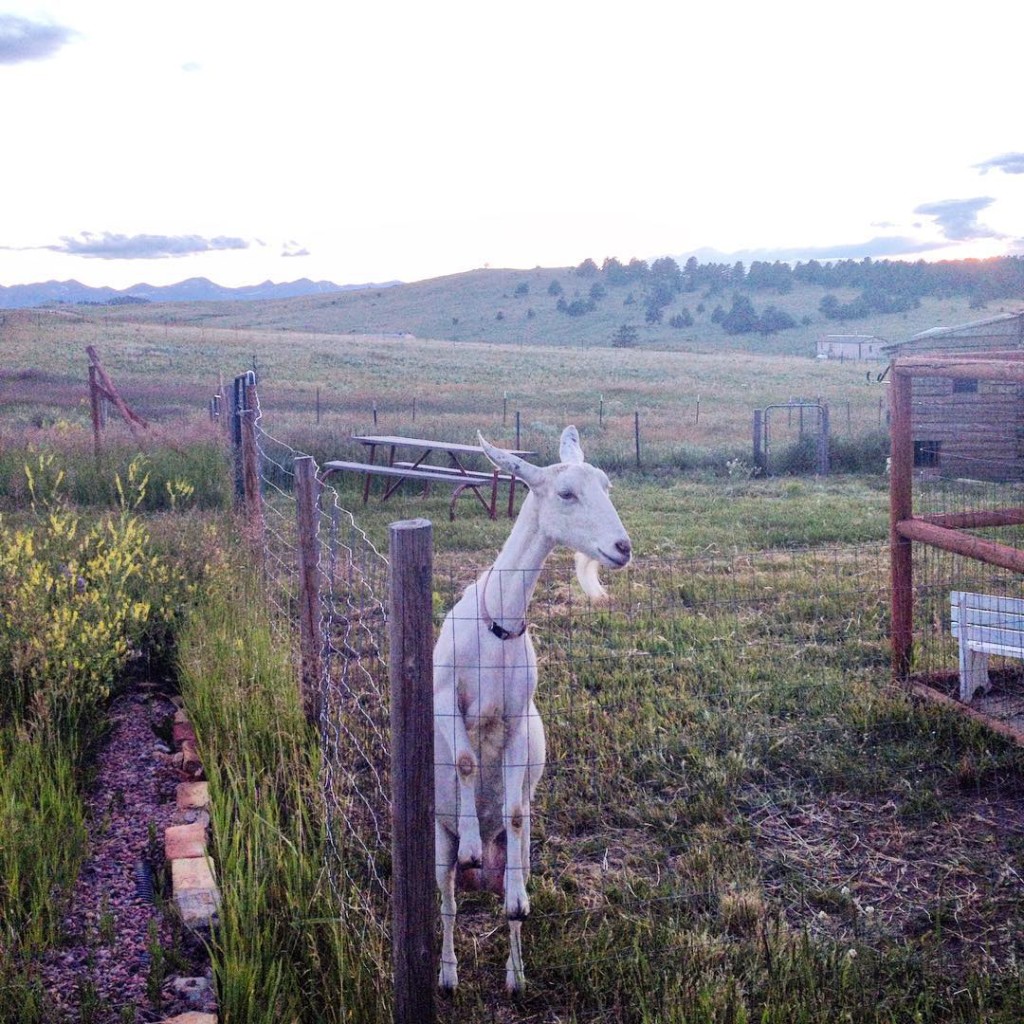 goats on a homestead
