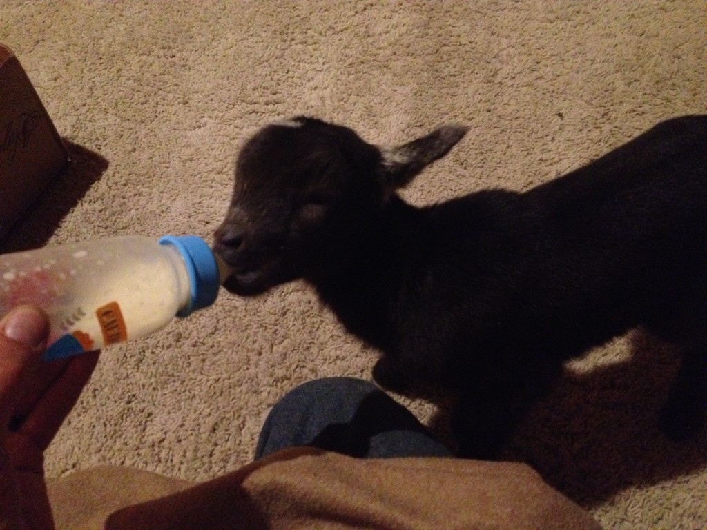 baby goat bottle fed