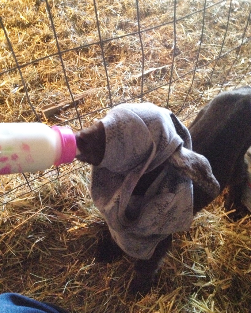 blindfold baby goat